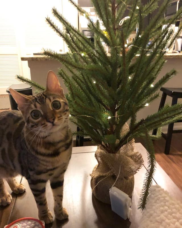 Bengal