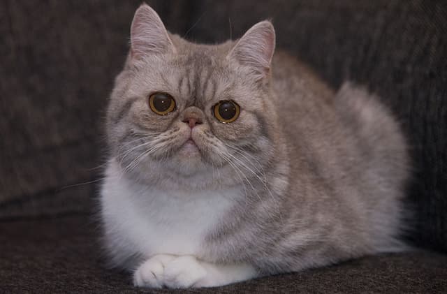 Exotic Shorthair