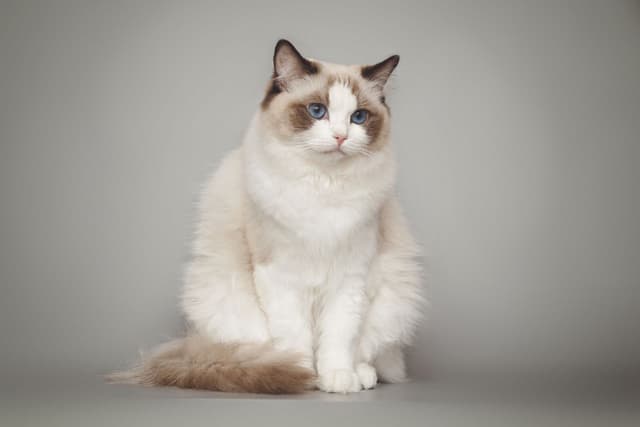 Ragdoll