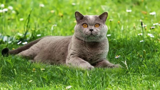 British Shorthair