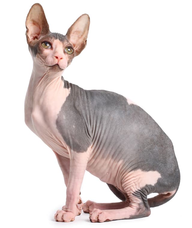 Sphynx