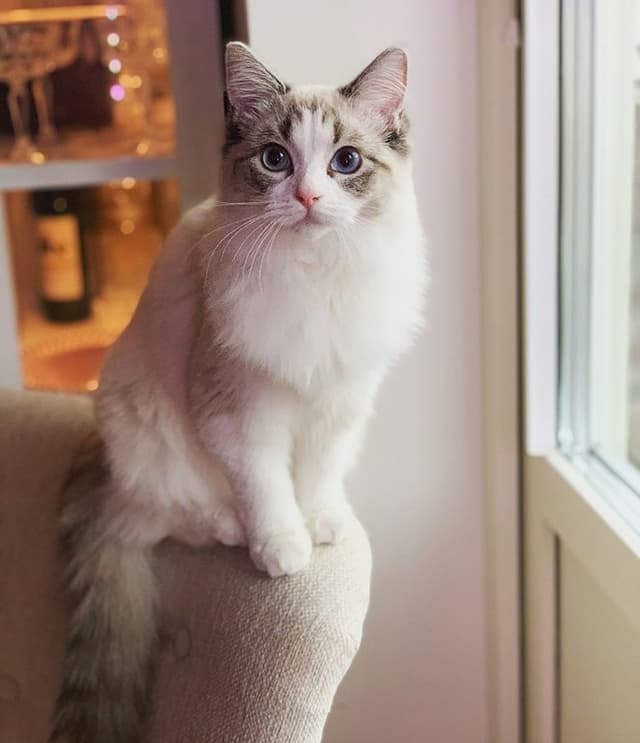 Ragdoll