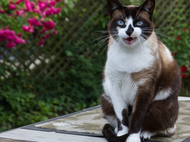 Snowshoe