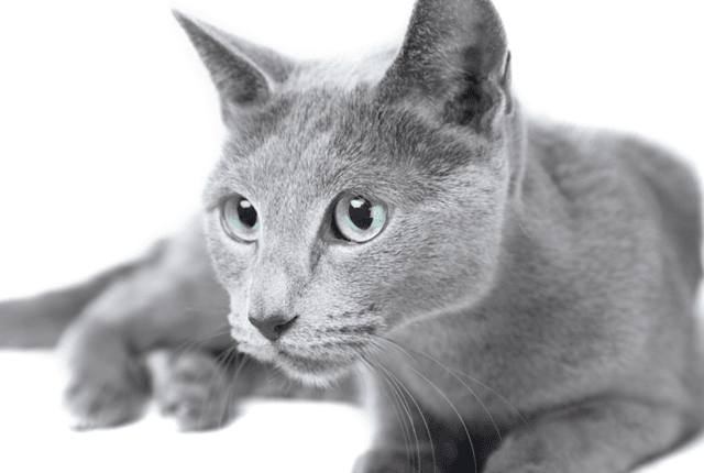 Russian Blue