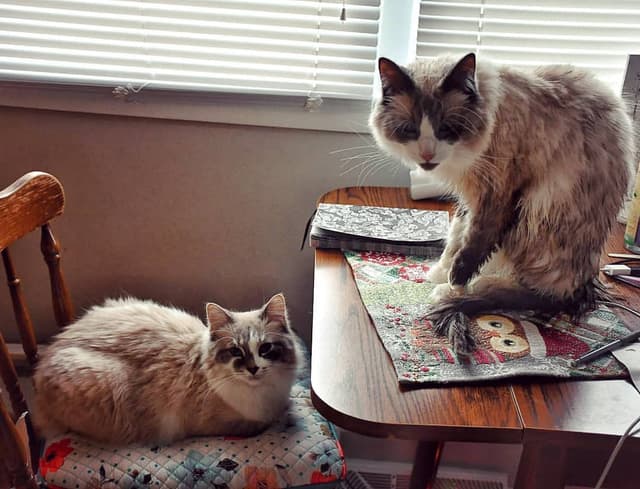 Snowshoe
