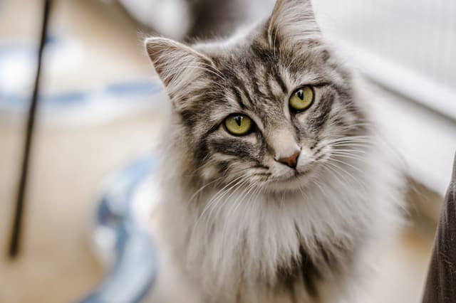 Norwegian Forest Cat