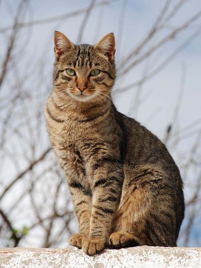 Bengal