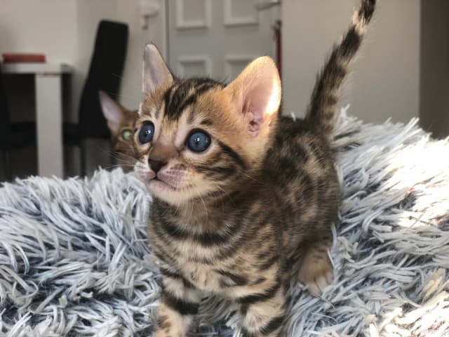 Bengal