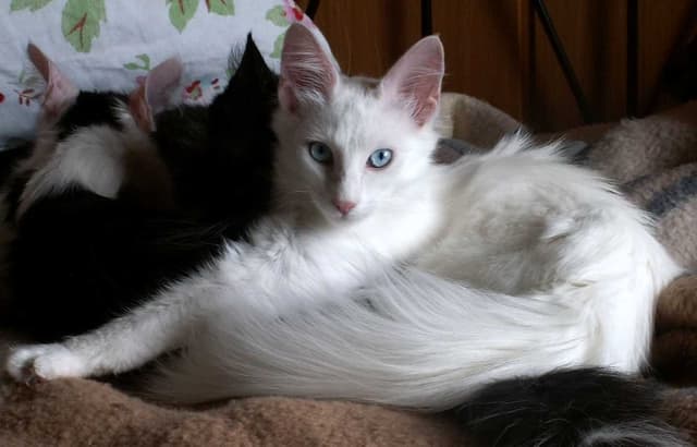 Turkish Angora