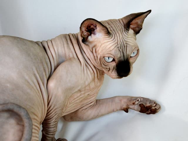 Sphynx