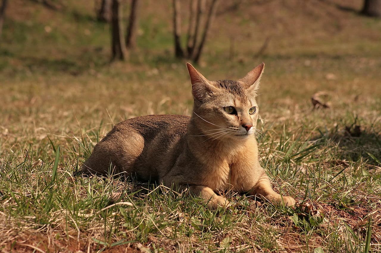 Chausie