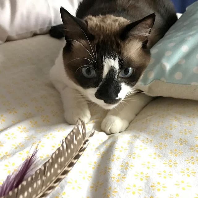Snowshoe