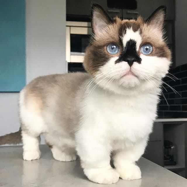 Munchkin