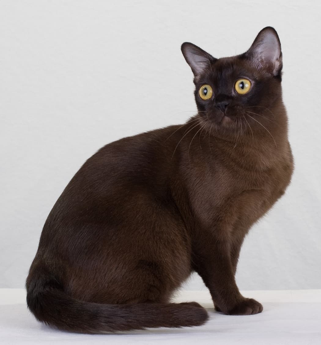 European Burmese