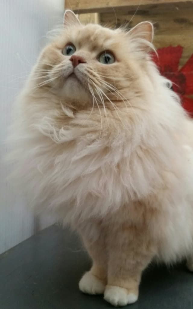 Ragamuffin