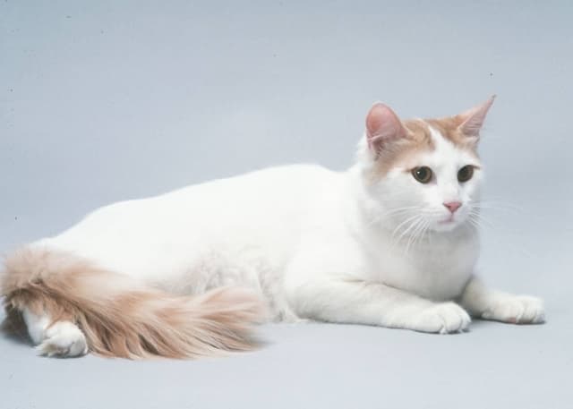 Turkish Van
