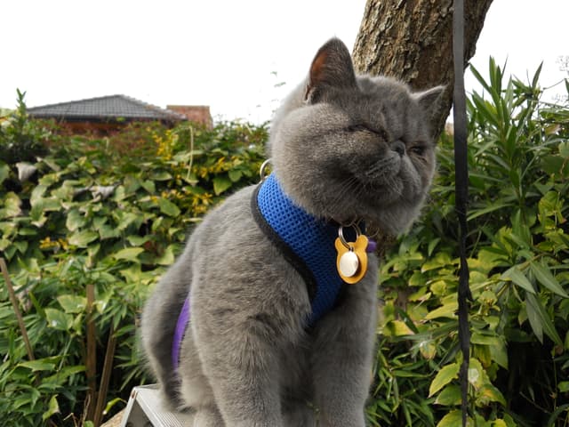Exotic Shorthair