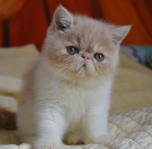 Exotic Shorthair