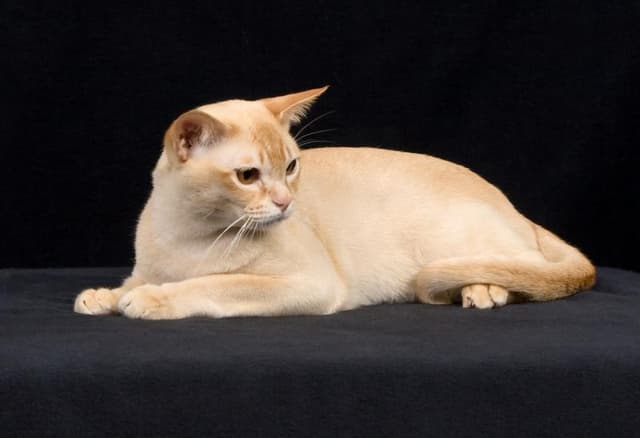European Burmese