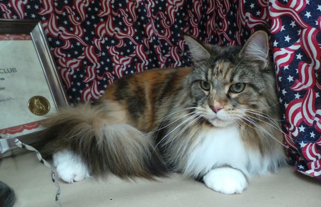 Maine Coon