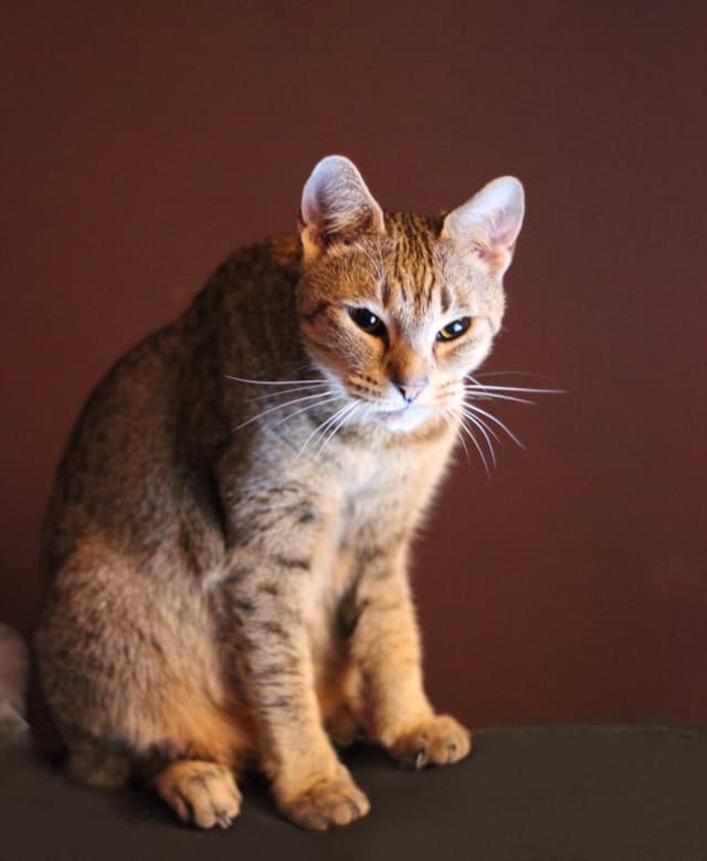 Ocicat