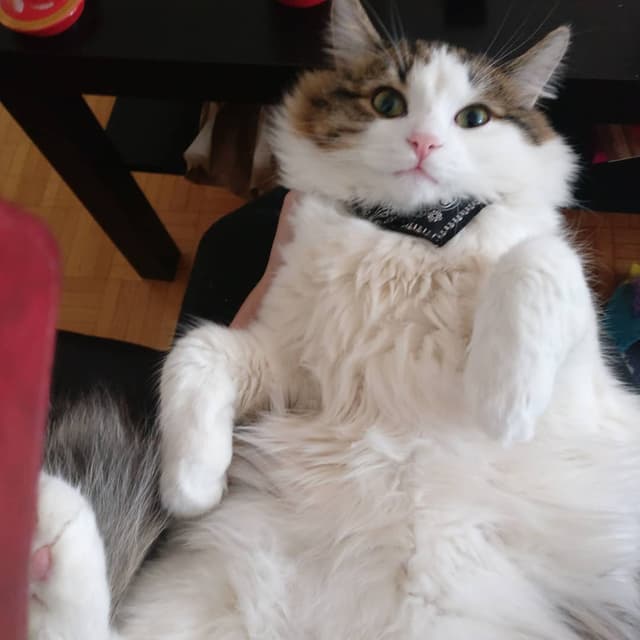 Ragamuffin