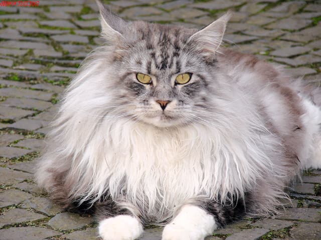 Maine Coon