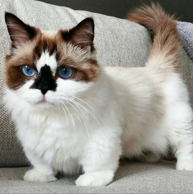 Munchkin