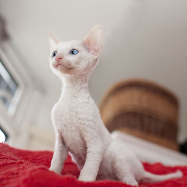 Cornish Rex