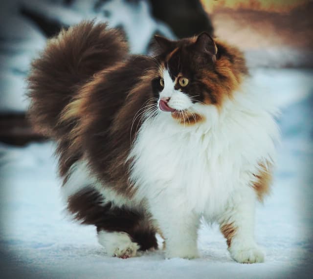 Norwegian Forest Cat