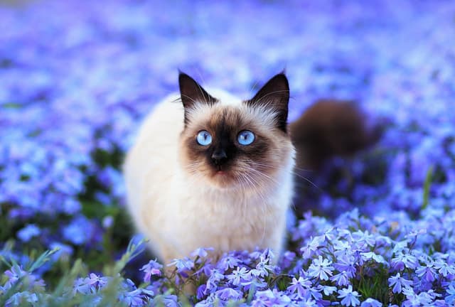 Himalayan