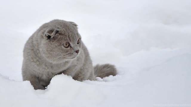 Scottish Fold