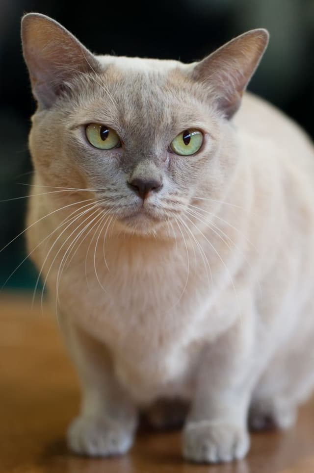 Burmese