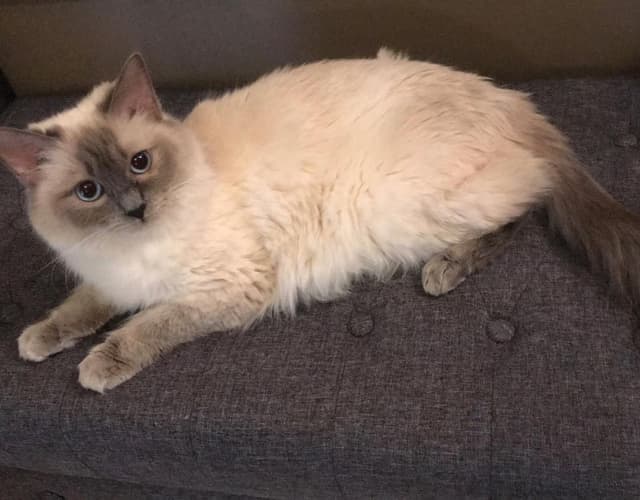 Ragdoll