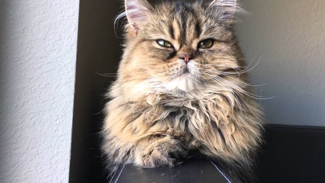 British Longhair