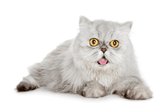 Persian