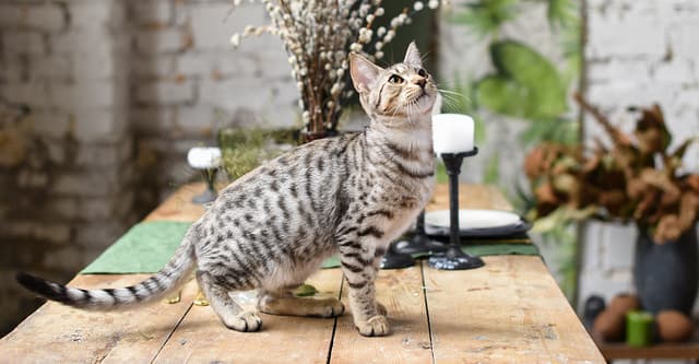 Savannah
