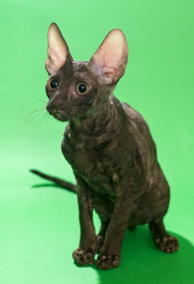 Cornish Rex