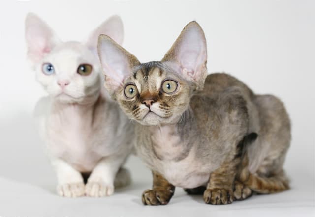 Devon Rex