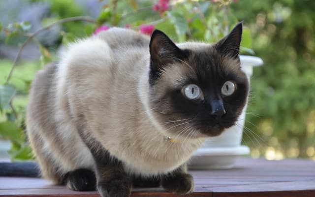 Siamese