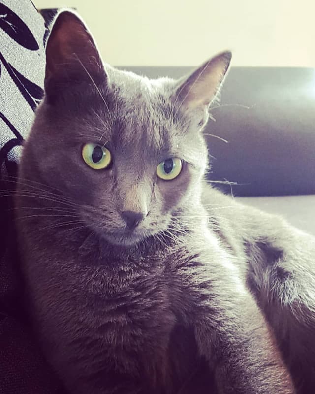 Korat