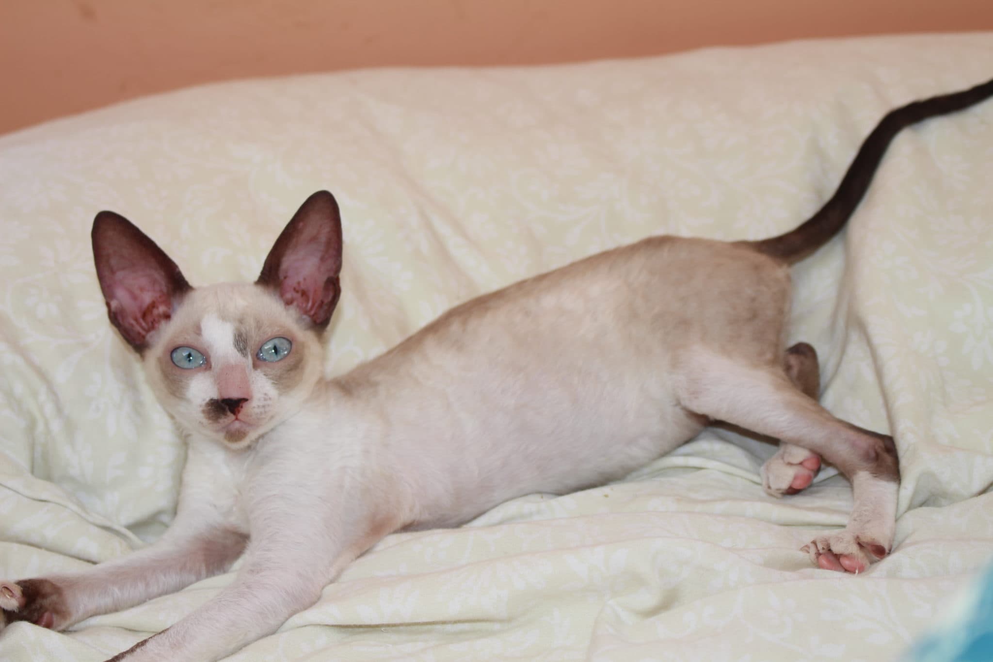 Cornish Rex