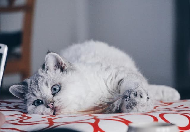 Selkirk Rex