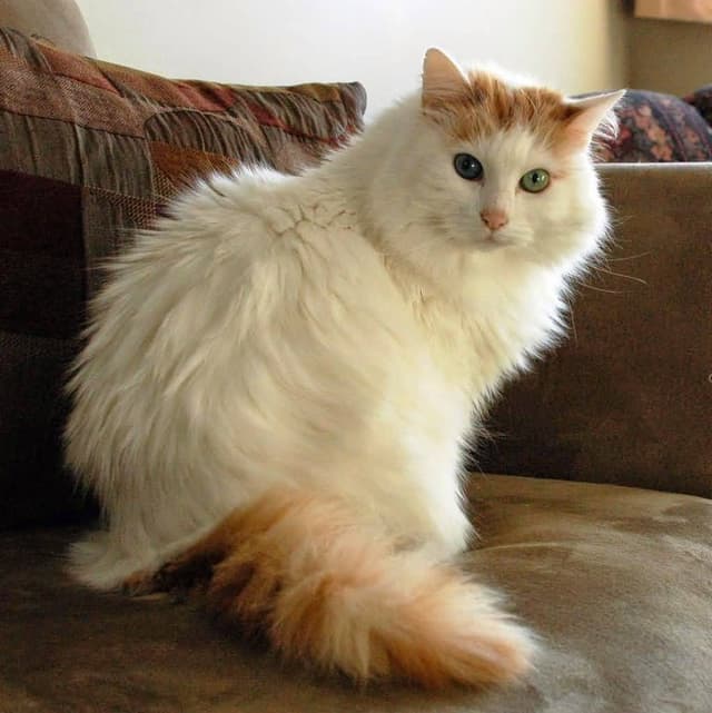 Turkish Van