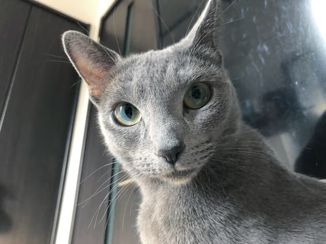 Russian Blue