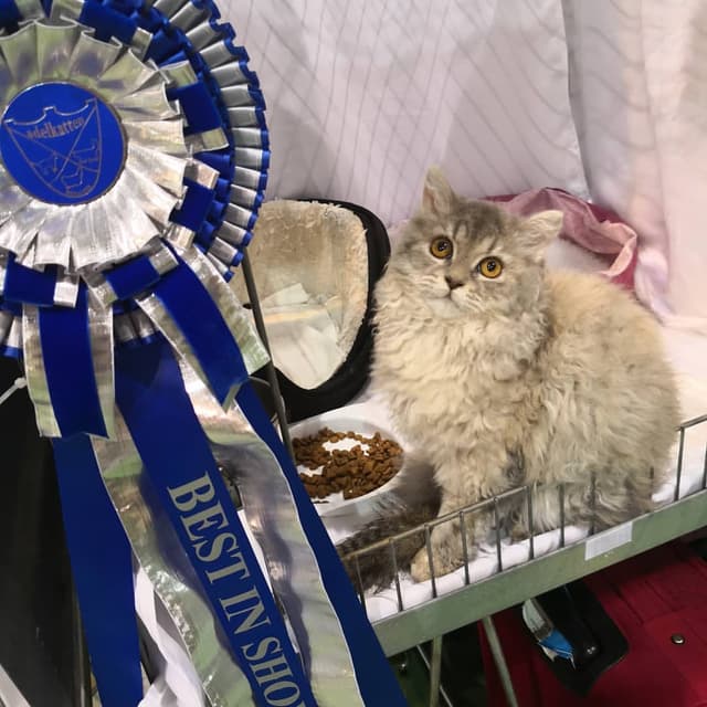 Selkirk Rex