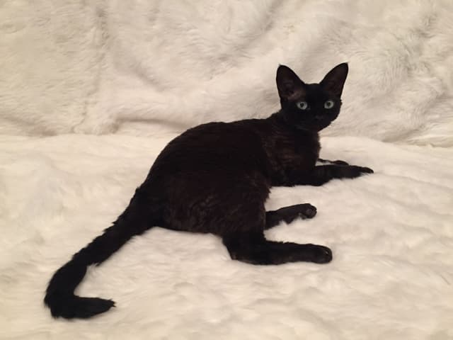 Devon Rex