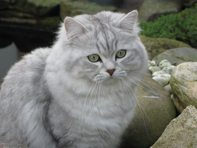 British Longhair