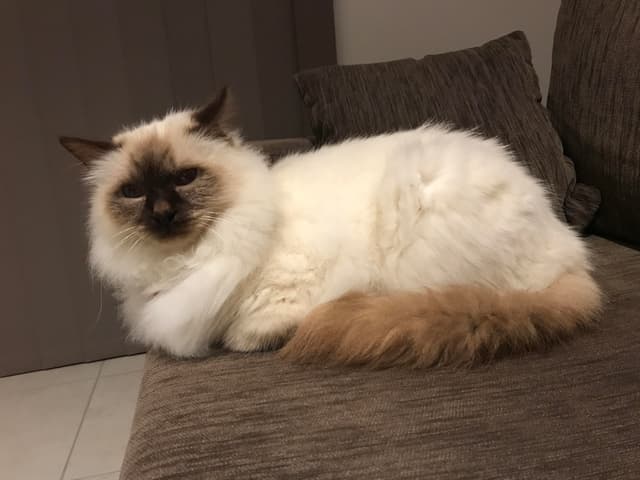 Birman