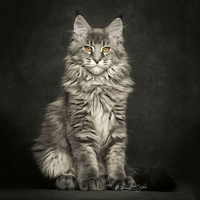Maine Coon